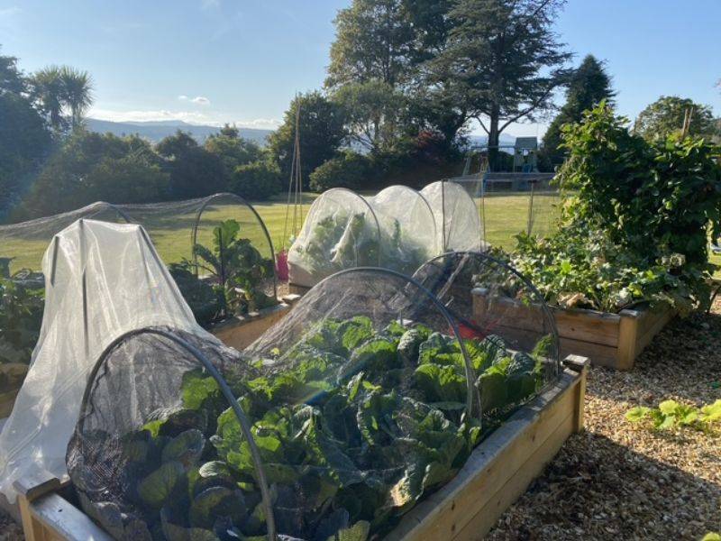 In the Garden With Kathy Edwards Blog 5